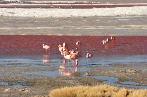 Flamingos se alimentam nas águas vermelhas da Laguna Colorada, no sudoeste da Bolívia